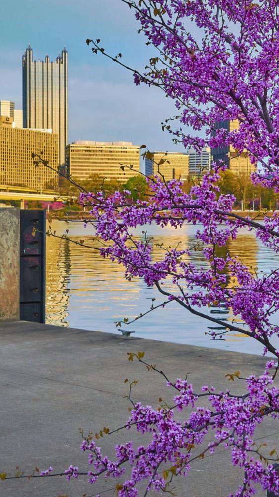 Download redbud images